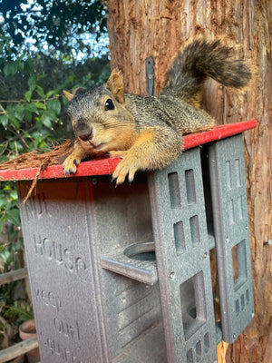 Poly Squirrel House