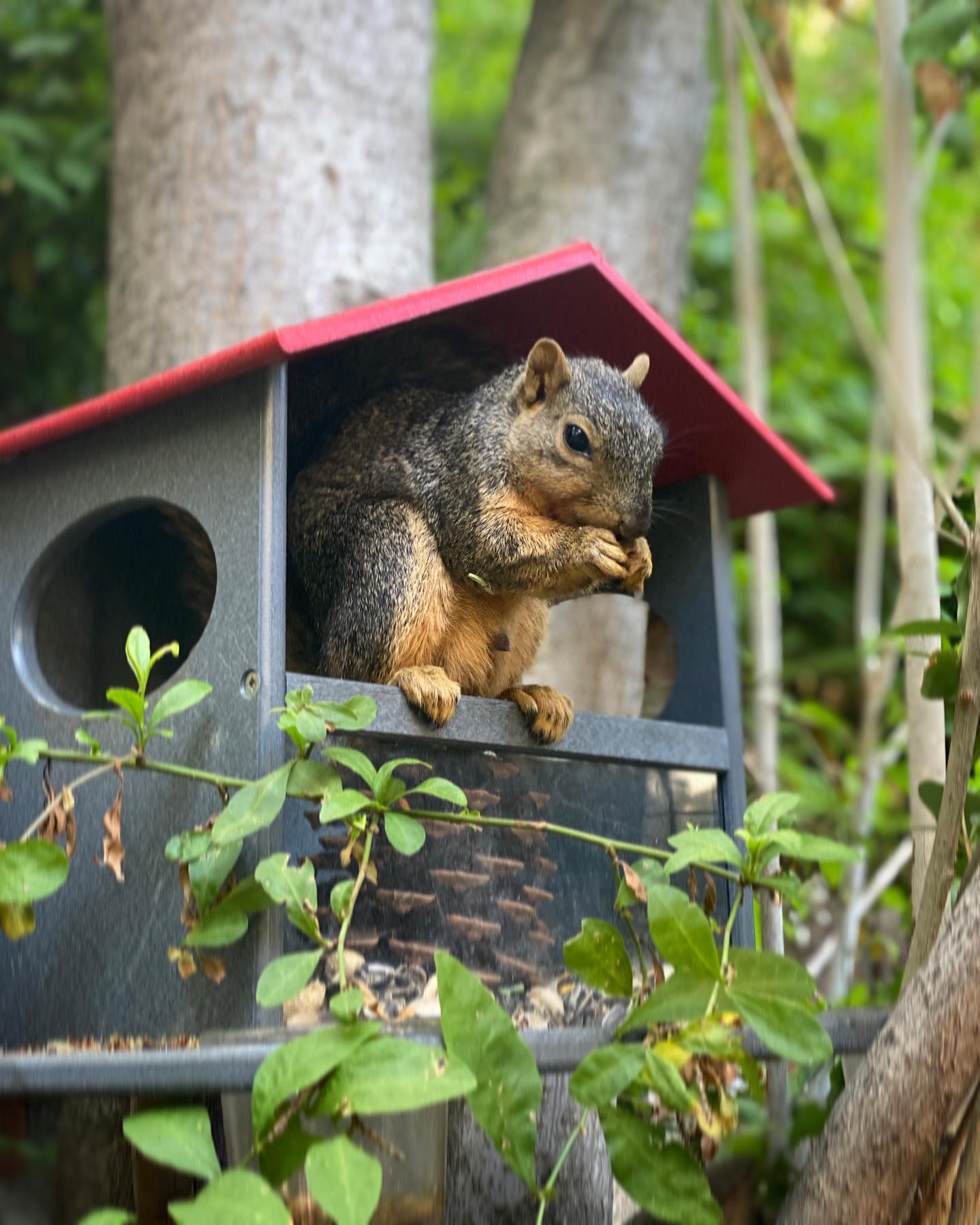 Ultimate Small Squirrel Snack Station