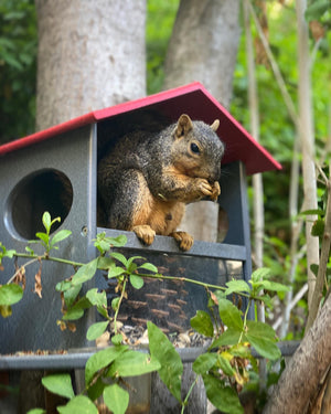 JCS Wildlife Small Squirrel Snack Station