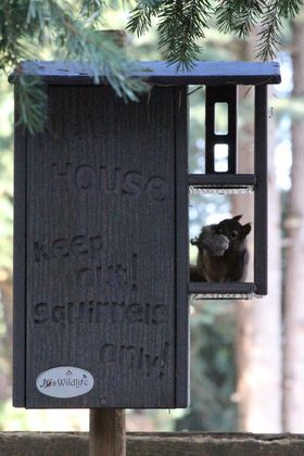 Poly Squirrel House