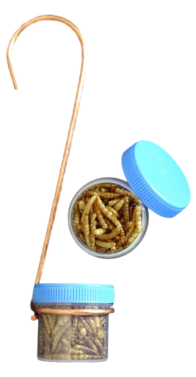 Single Hanging Bug DOTS Mealworm Bluebird Bird Feeder w/ Copper Hanger & 2 DOTS