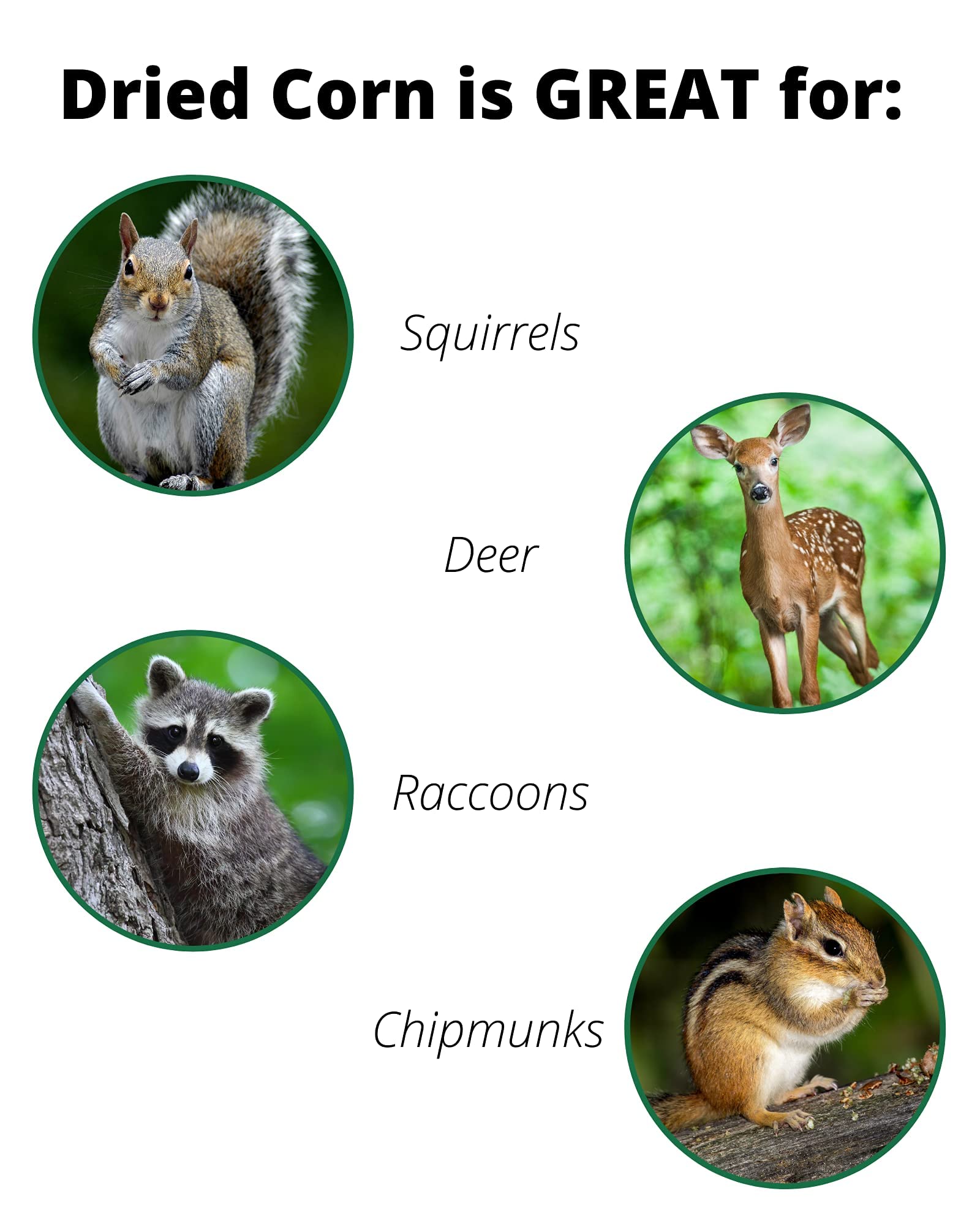 JCS Wildlife Dried Squirrel Corn Cobs 3Pack - Grown in Southern Indiana - Each Bag Weighs About 14 lbs