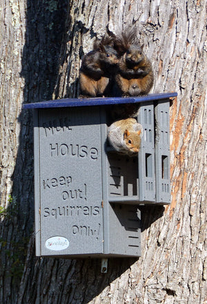 Poly Squirrel House