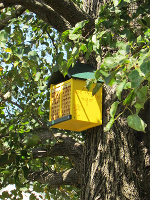 JCS Wildlife Double-Wide Large Poly Lumber and Pine Mason Bee House - Handmade in the USA