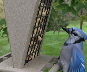 JCS Wildlife Green/Tan Whole Peanut Feeder with Peaked Roof