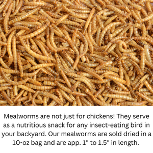 JCs Wildlife Dried Mealworm Pail - 10oz (6 Count)