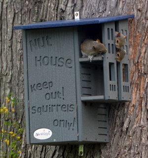 Poly Squirrel House