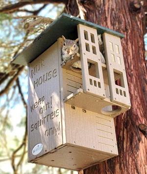 Poly Squirrel House